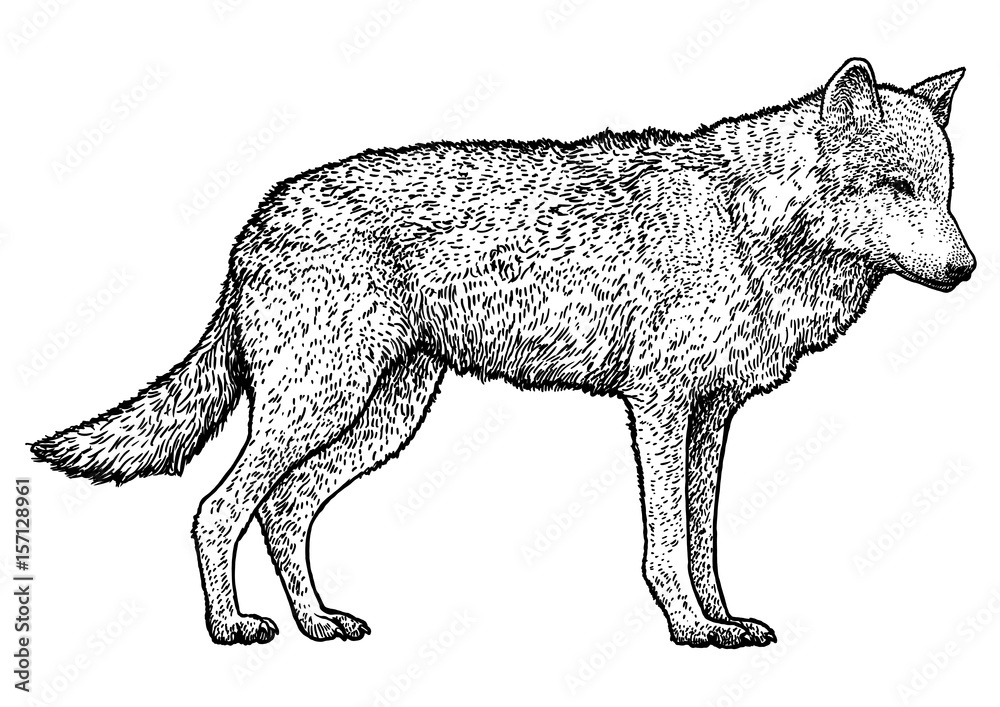Obraz premium Wolf illustration, drawing, engraving, ink, line art, vector