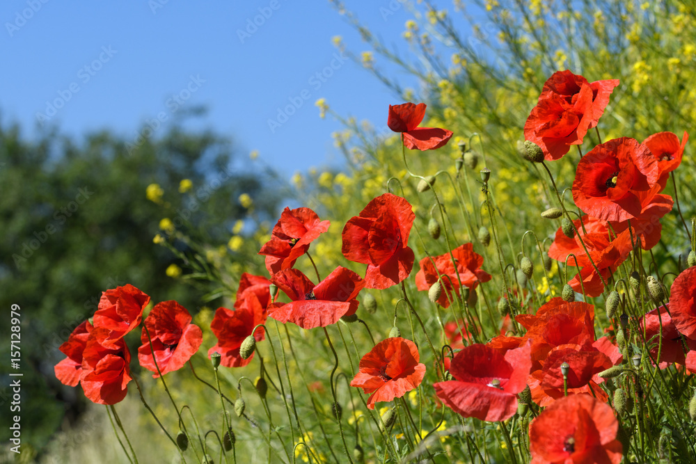 Obraz premium Mohnblumenwiese diagonal