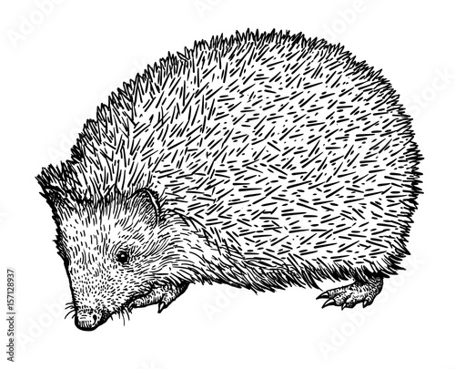 Hedgehog illustration, drawing, engraving, ink, line art, vector