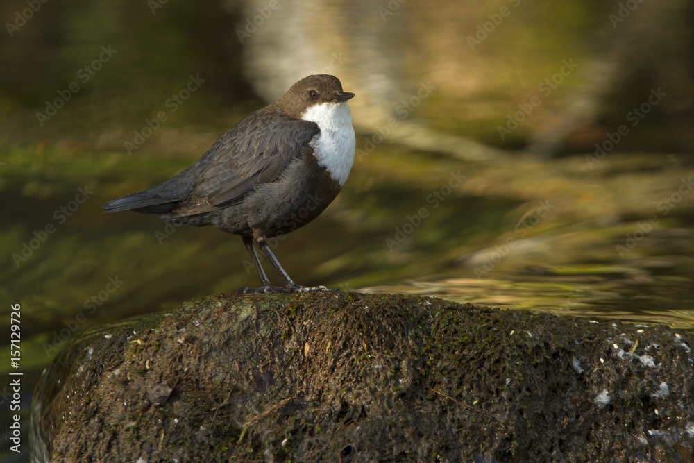White-throated dipper. Cinclus cinclus. White-throated dipper. Cinclus cinclus.
