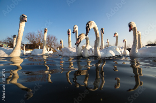 Group of white swans on a lake