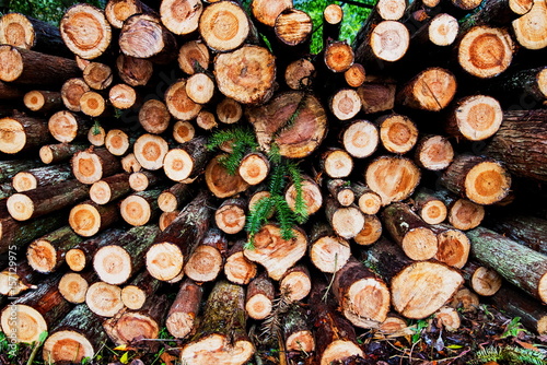 Pine Logs Background