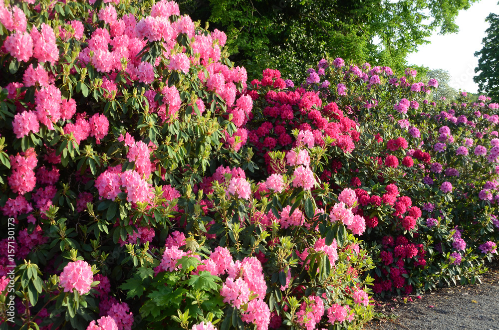 Rhododendron plants in bloom with flowers of different colors.
