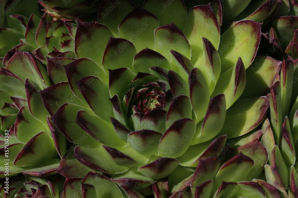 Sempervivum flower / Flowering sempervivum in macro shot Sempervivum flower / Flowering sempervivum in macro shot