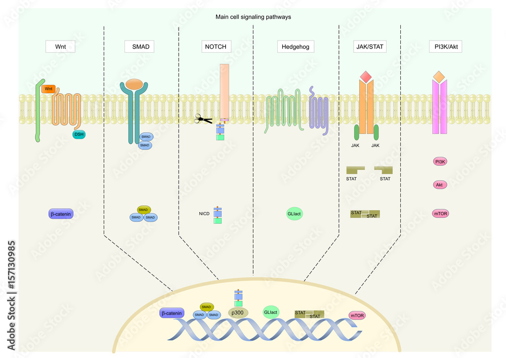 main signaling pathways involved in various cell functions. Stock ... Biology Diagrams