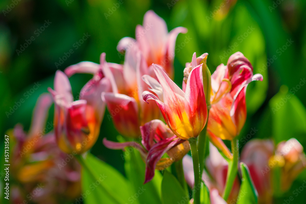 Multicolor tulips on a flowerbed Multicolor tulips on a flowerbed
