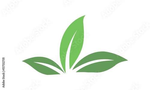 Leaves and lush green plants
