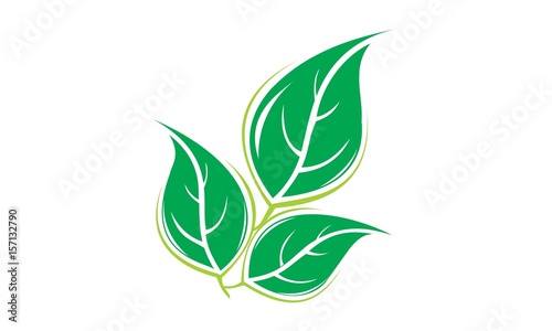 Leaves and lush green plants
