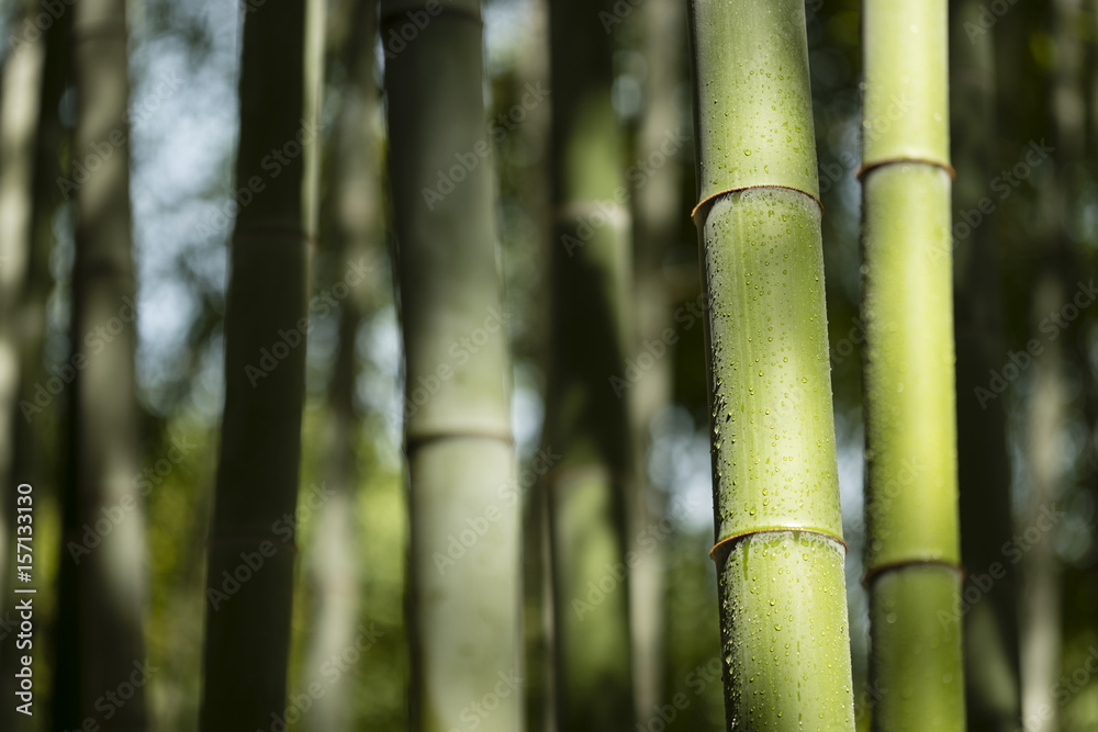 bamboo stalks with water drops bamboo stalks with water drops