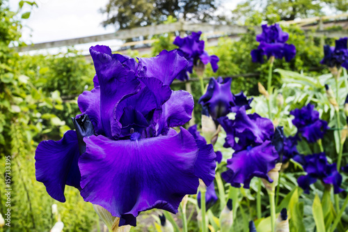 Fototapeta Naklejka Na Ścianę i Meble -  Dark blue large bearded iris flower in a herbaceous border close up.