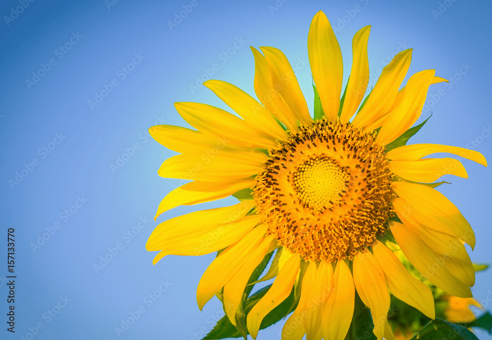 Beautiful landscape with sunflower field,Sunflower blooming against a bright sky