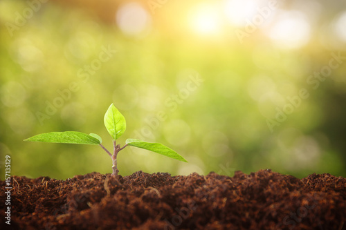 young plant growing during spring day with bokeh lights