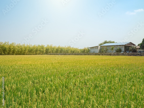 Rice field and a barn  under the sun and clear blue sky. For design with copy space for text or image.