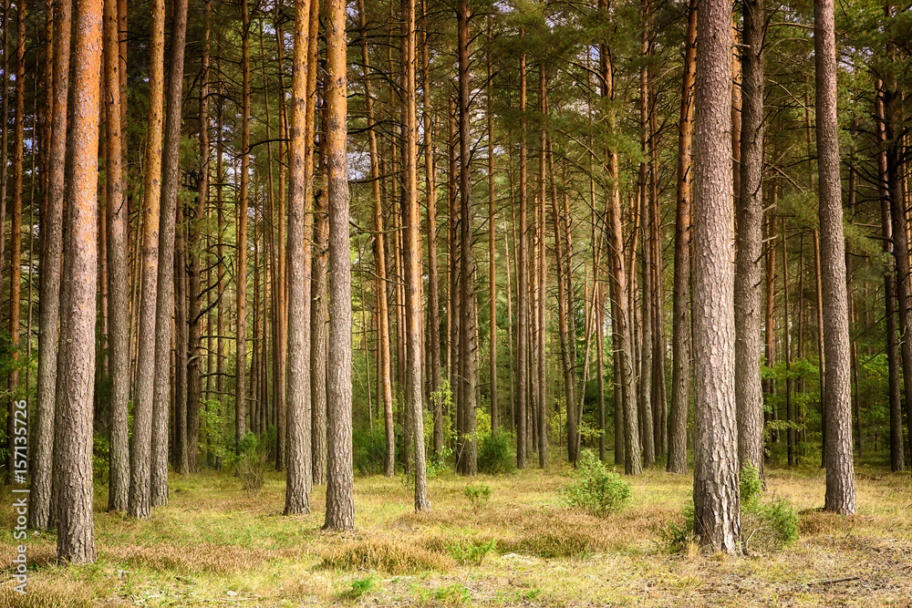 Beautiful landscape of pine forest