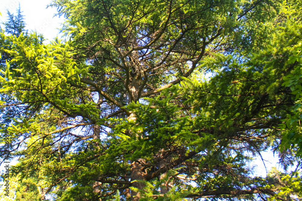 in Nikitsky Botanical garden in Nikitsky Botanical garden