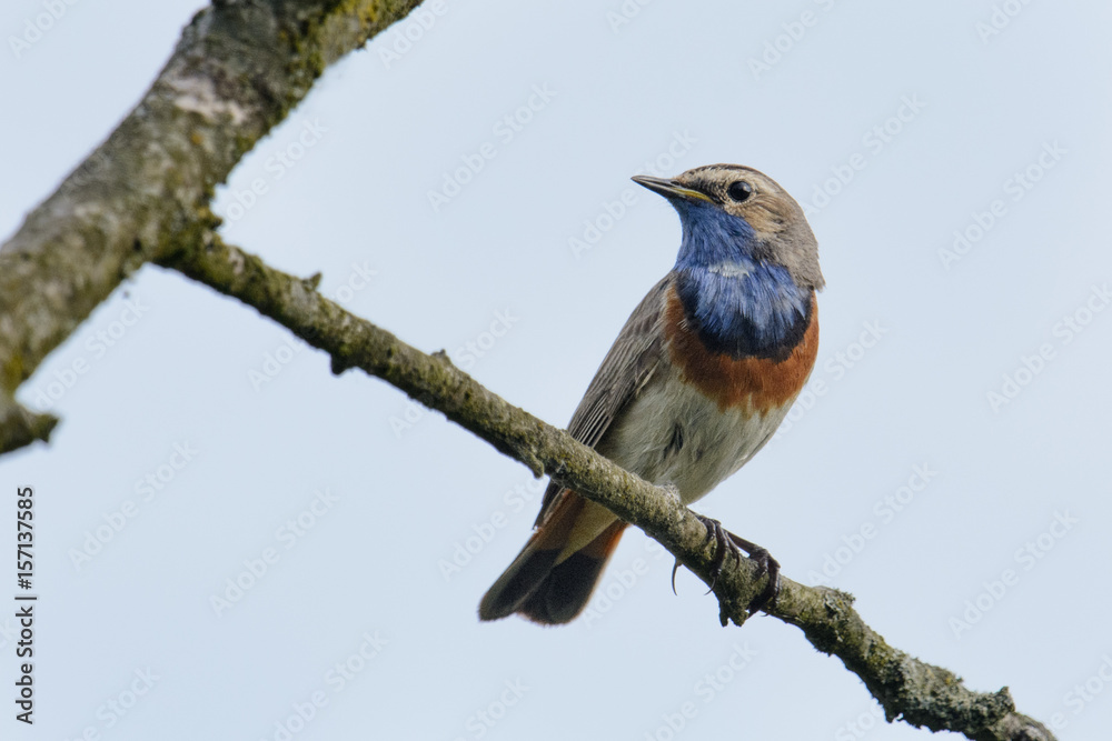 Blaukehlchen singt auf einem Ansitz in der Morgensonne Blaukehlchen singt auf einem Ansitz in der Morgensonne