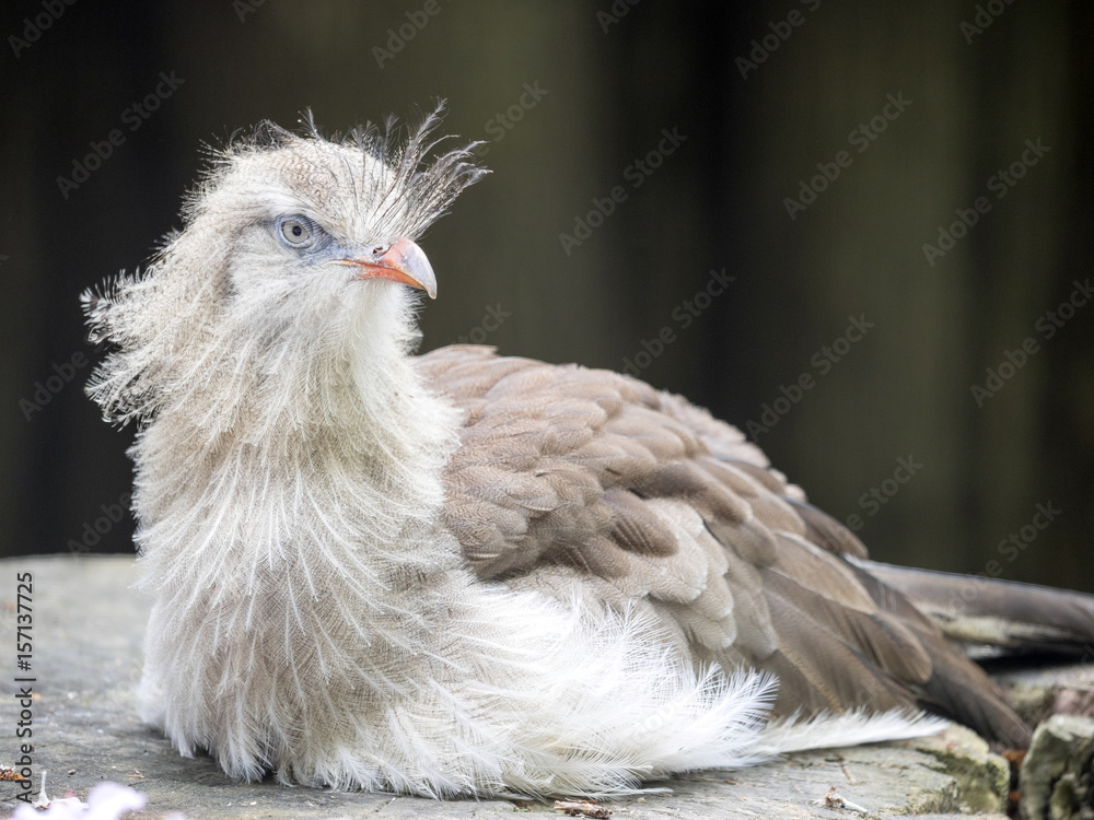 Fototapeta premium Red-legged-Sreriema, Cariama cristata, is a very interesting bird