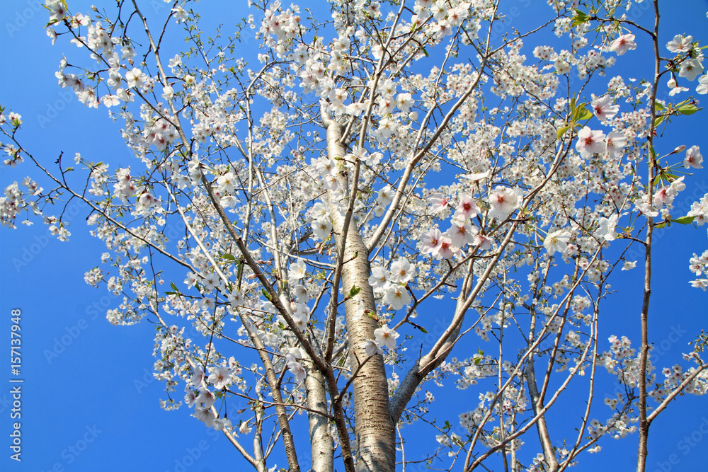 cherry blossoms under the blue sky