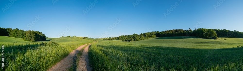 Panorama of green spring field and dirt road and clear scy