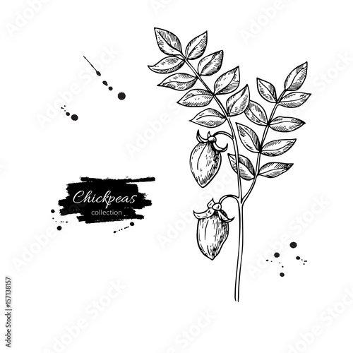 Chickpeas plant hand drawn vector illustration. Isolated Vegetable engraved style object.