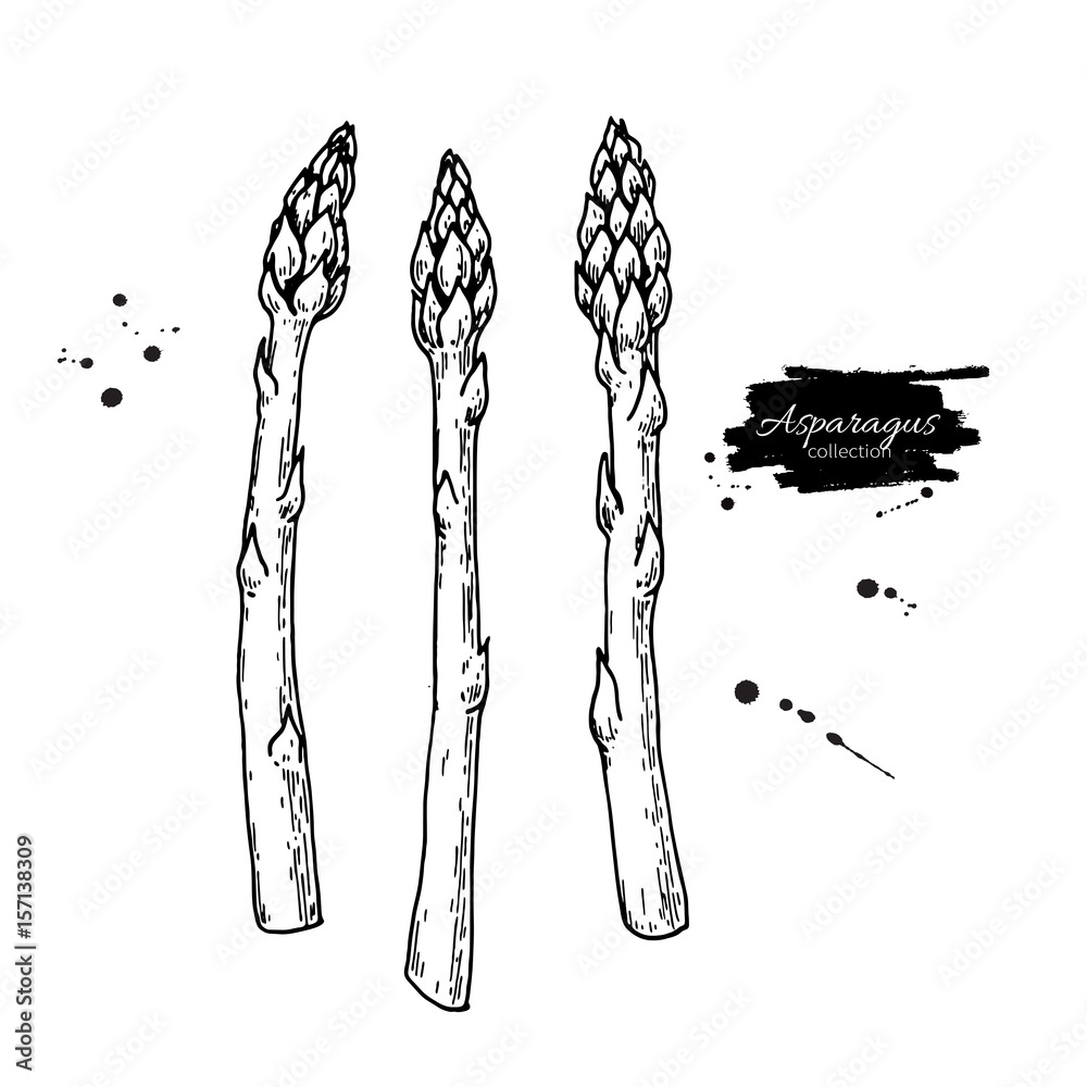 Fototapeta premium Asparagus hand drawn vector illustration. Isolated Vegetable engraved style object.