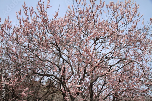 plum grove in Kairaku en, Mito, Japan