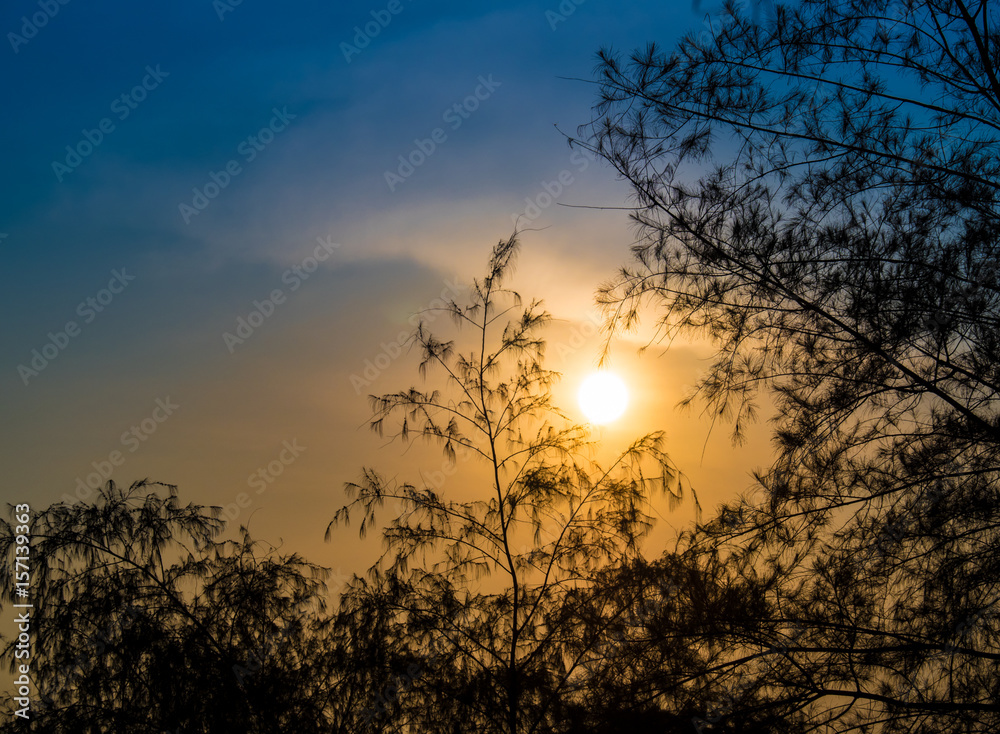 Pine trees silhouette in the evening with sunset and clouds Pine trees silhouette in the evening with sunset and clouds