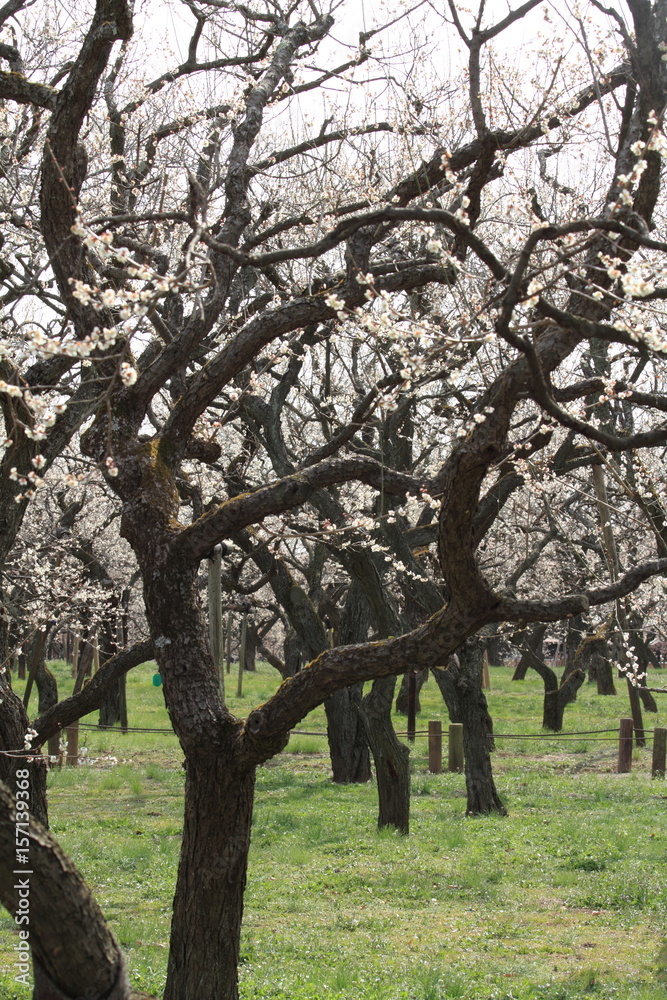 Obraz premium plum grove in Kairaku en, Mito, Japan