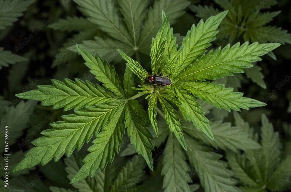 Naklejka premium Soldier beetle sitting on young leaves of marijuana.