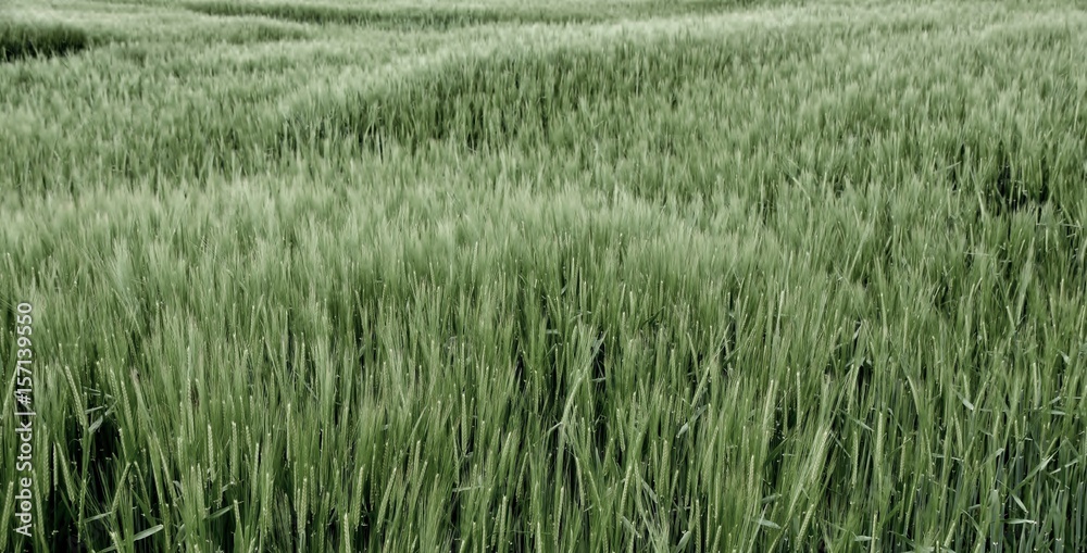 Landscape with green wheat field in Spring Landscape with green wheat field in Spring