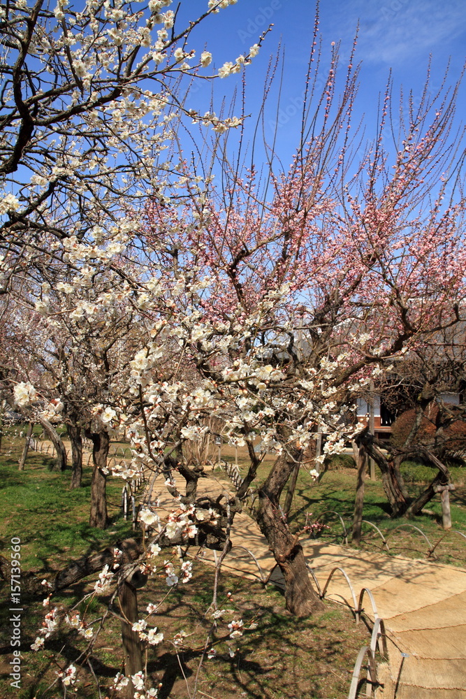 plum grove in Kodokan, Mito, Ibaraki, Japan plum grove in Kodokan, Mito, Ibaraki, Japan