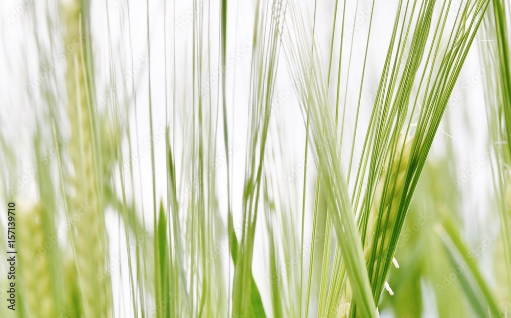 Naklejka premium Close up of green wheat in Spring