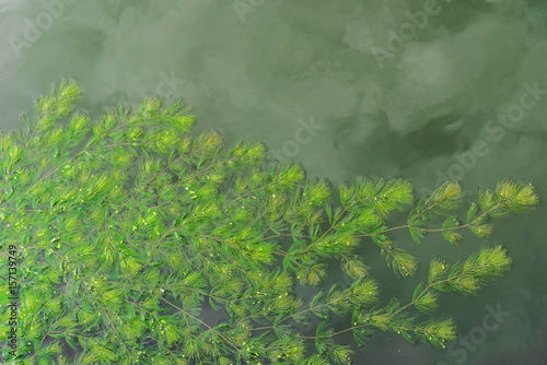 Green hydrilla seaweed in water,aquatic plants
