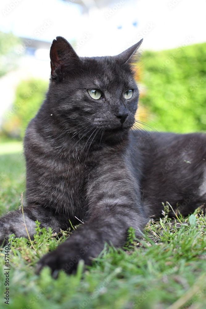 black domestic cat playing on the grass