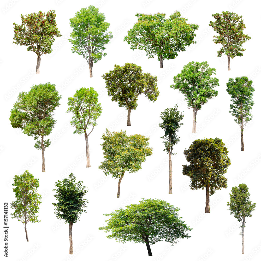 Isolated trees on white background , The collection of trees. Isolated trees on white background , The collection of trees.