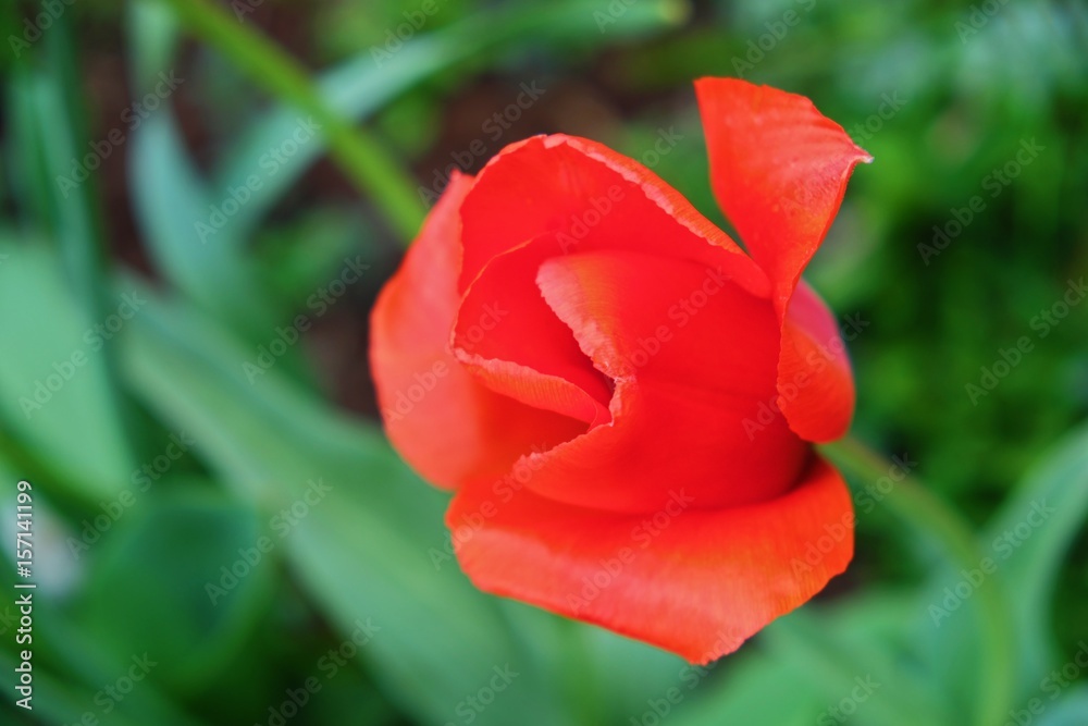 The scarlet Tulip flower on green background 