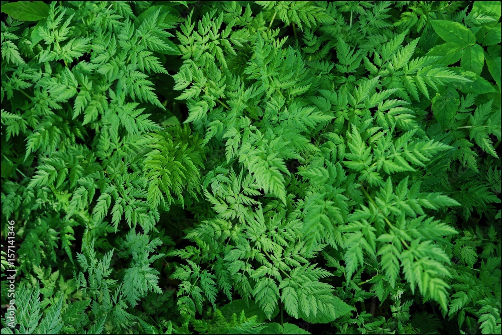 Green fern leaves in the forest beautiful view 