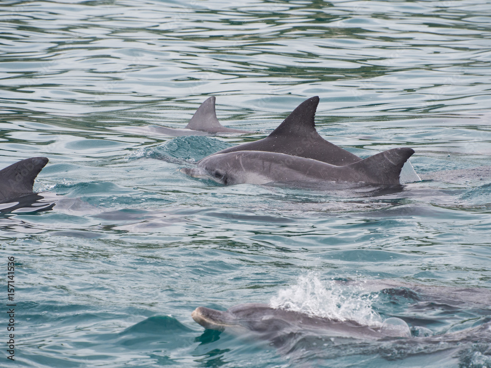 Obraz premium Pod of bottlenose dolphins (Tursiops truncatus), Western Australia