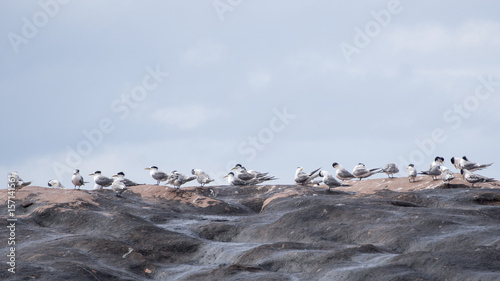 Tableau sur toile Crested Terns (Thalasseus bergii) preening on rocks, Western Australia