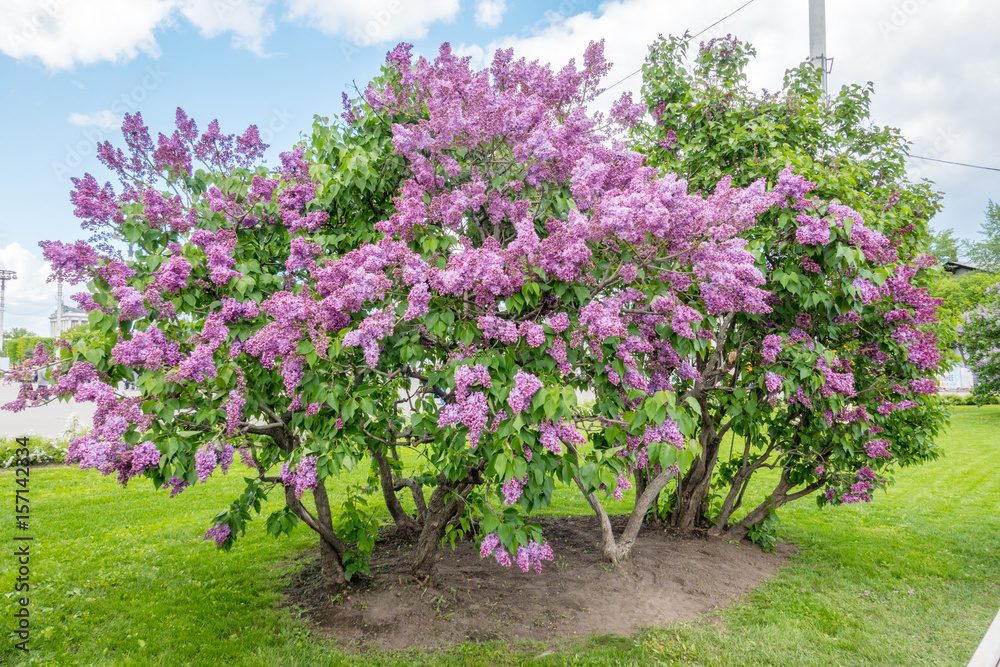 Obraz premium lilac on a background of blue skies
