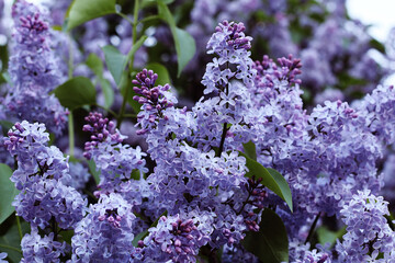 Papier peint photo Lilas Lilas en pleine floraison printanière  © blackguitar1