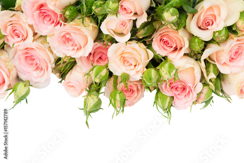 Pink blooming fresh roses with buds and green leaves border isolated on white background