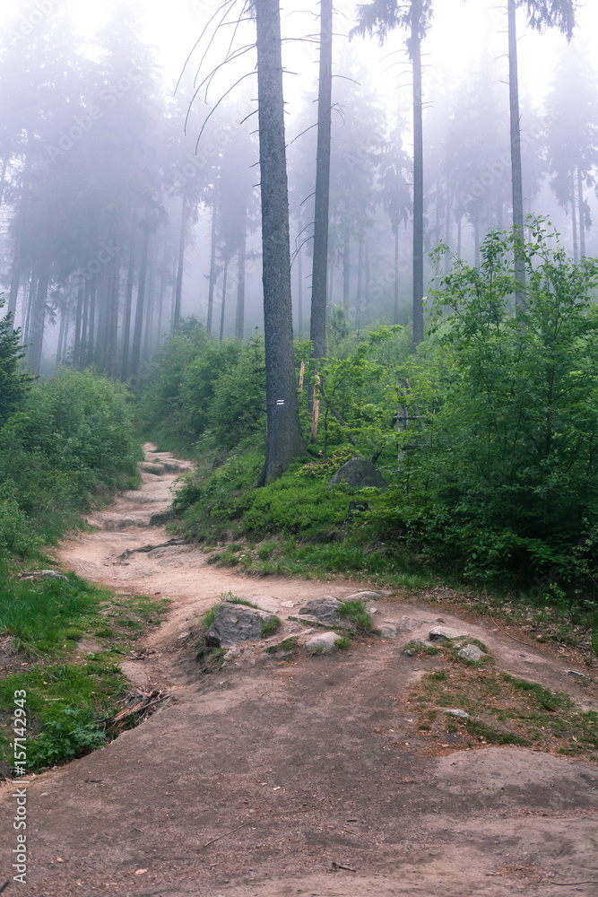 Obraz premium Foggy path into mountains forest