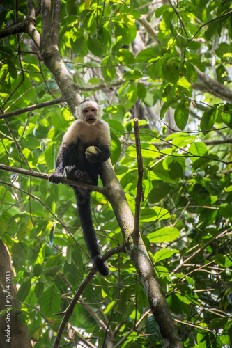White-headed monkey with a fruit in  Corcovado © David