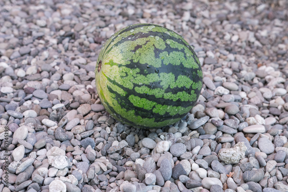wassermelone zum essen im sommer am strand wassermelone zum essen im sommer am strand
