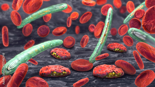 3d illustration of blood cells, plasmodium causing malaria illne photo