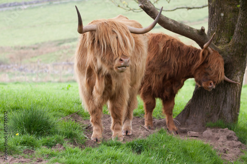 highland cows communicating