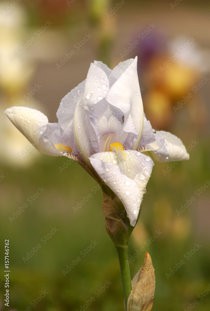 Beautiful flower of iris with water drops.
