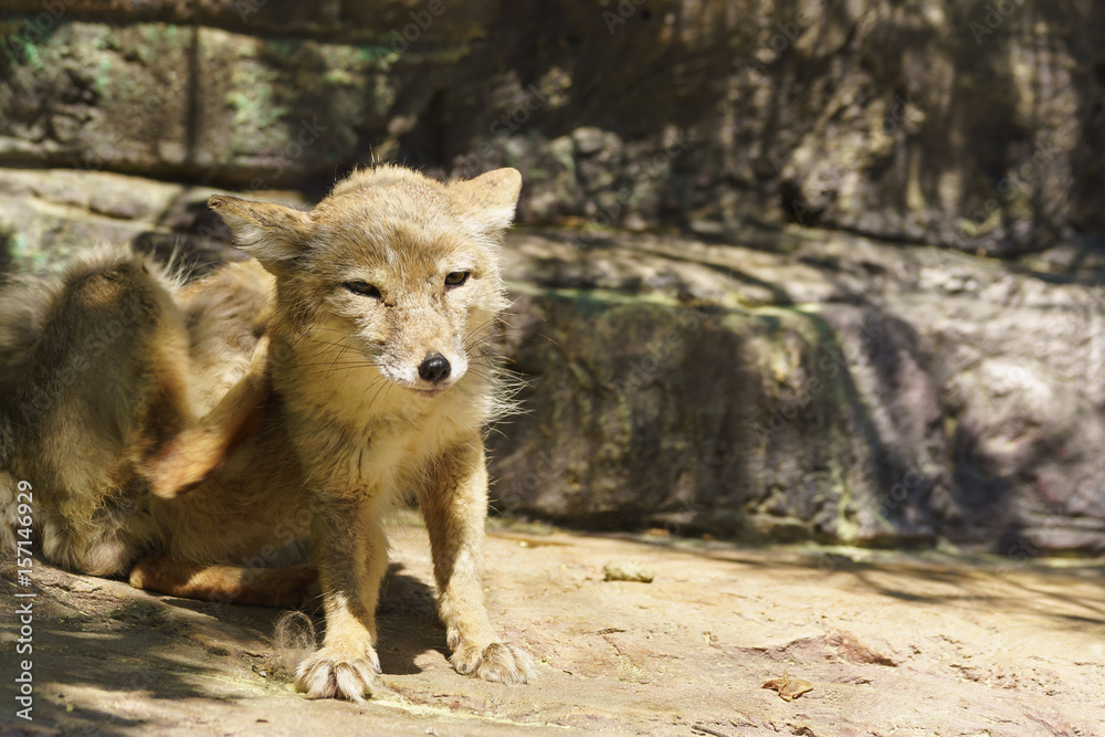 Corsac or steppe Fox (lat. Corsac Vulpes) — a carnivorous mammal of the genus foxes canine. Corsac or steppe Fox (lat. Corsac Vulpes) — a carnivorous mammal of the genus foxes canine.