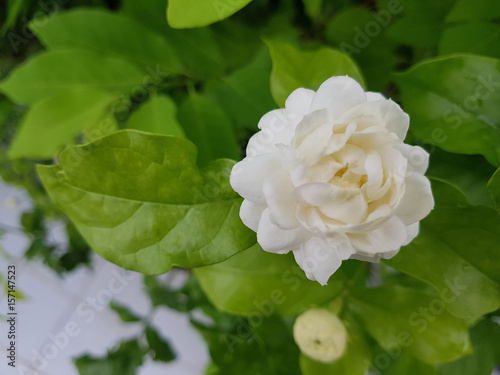 Closed up Jasminum Sambac